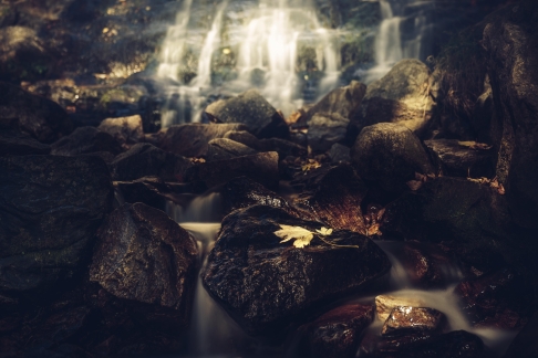  Fuser Kit 220V (Z9M07A)